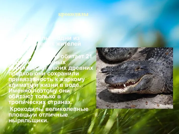 крокодилы Крокодилы – одни из самых древних жителей планеты. Сейчас