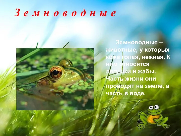 З е м н о в о д н ы е Земноводные –