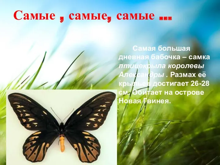 Самые , самые, самые … Самая большая дневная бабочка – самка птицекрыла королевы