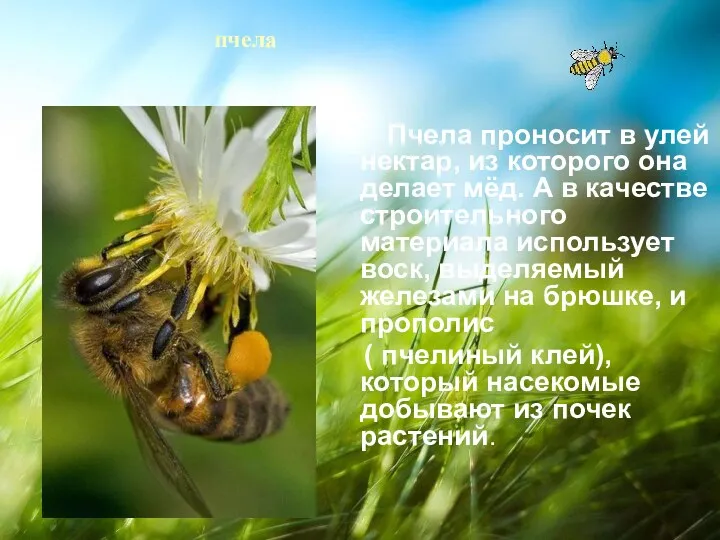 пчела Пчела проносит в улей нектар, из которого она делает мёд. А в