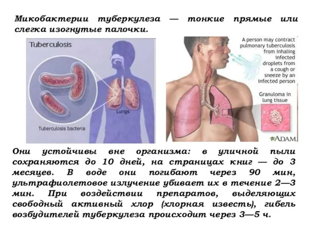 Они устойчивы вне организма: в уличной пыли сохраняются до 10