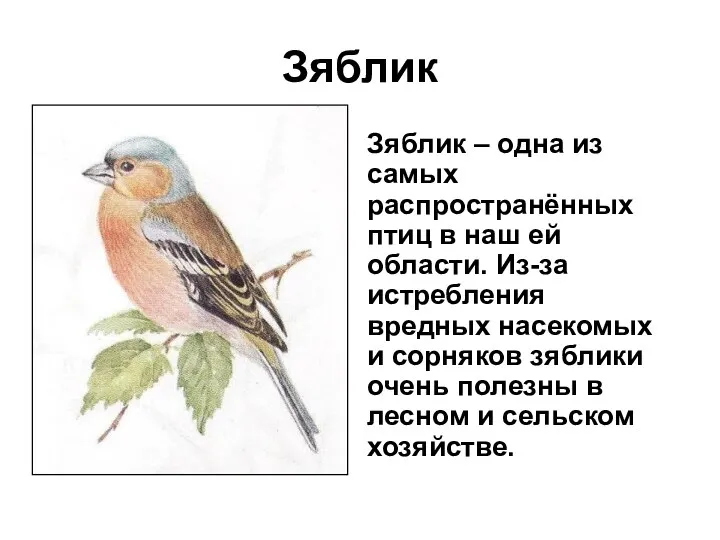 Зяблик Зяблик – одна из самых распространённых птиц в наш ей области. Из-за