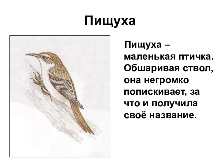 Пищуха Пищуха – маленькая птичка. Обшаривая ствол, она негромко попискивает, за что и получила своё название.