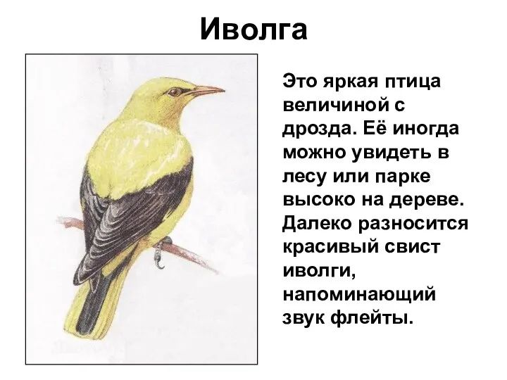 Иволга Это яркая птица величиной с дрозда. Её иногда можно увидеть в лесу