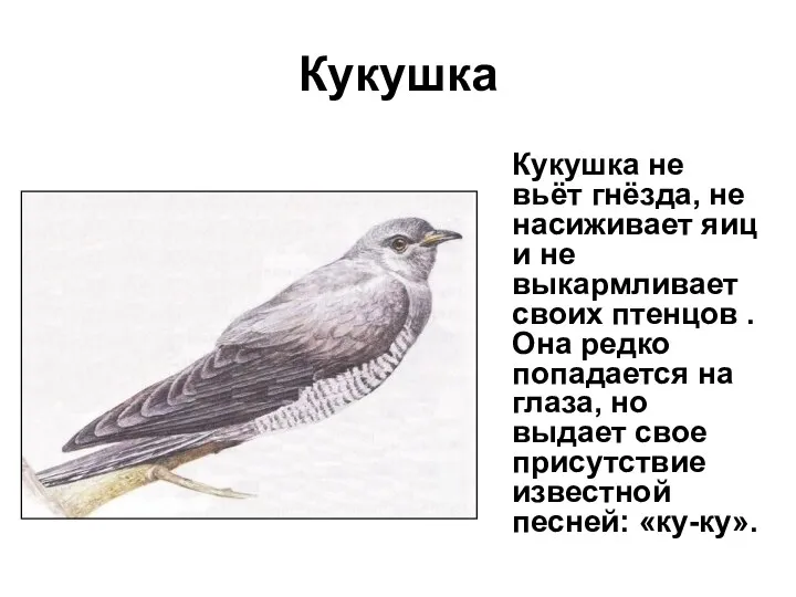 Кукушка не вьёт гнёзда, не насиживает яиц и не выкармливает своих птенцов .