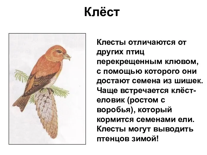 Клёст Клесты отличаются от других птиц перекрещенным клювом, с помощью