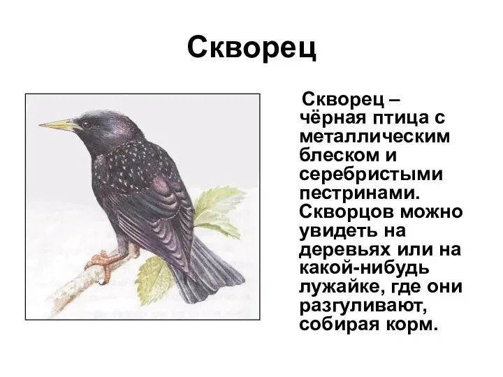 Скворец Скворец – чёрная птица с металлическим блеском и серебристыми пестринами. Скворцов можно