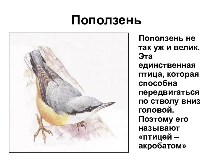 Поползень Поползень не так уж и велик. Эта единственная птица, которая способна передвигаться