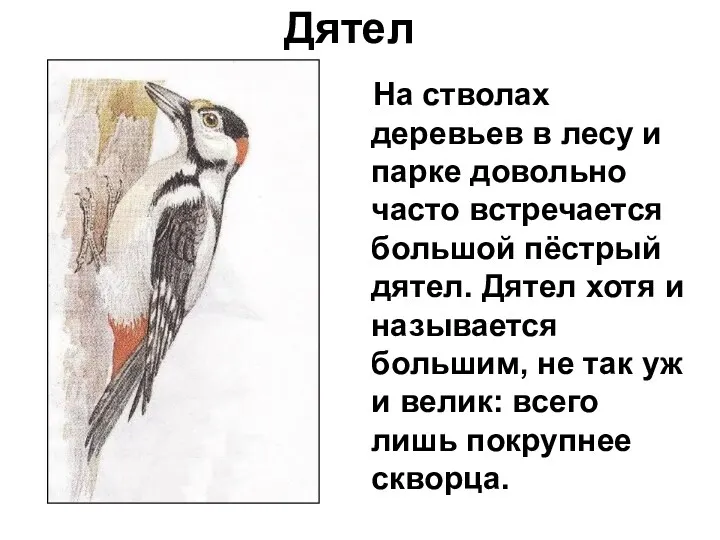 Дятел На стволах деревьев в лесу и парке довольно часто встречается большой пёстрый