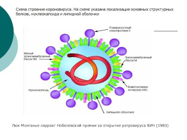 Люк Монтанье лауреат Нобелевской премии за открытие ретровируса ВИЧ (1983)