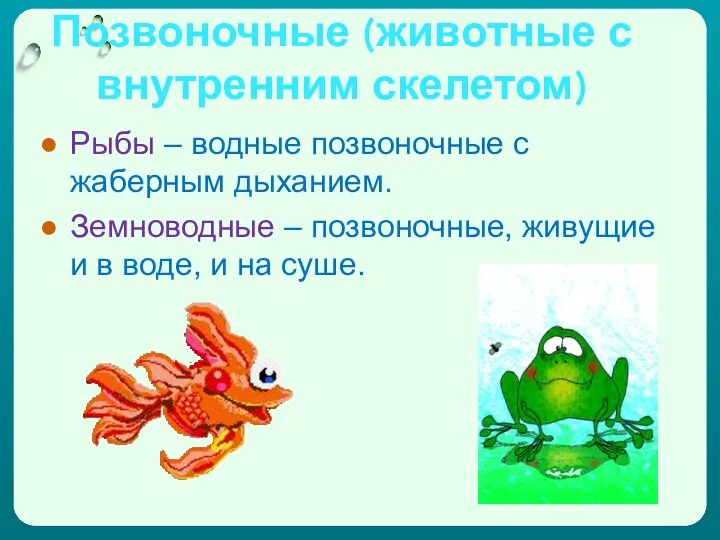 Позвоночные (животные с внутренним скелетом) Рыбы – водные позвоночные с жаберным дыханием. Земноводные