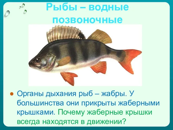 Рыбы – водные позвоночные Органы дыхания рыб – жабры. У большинства они прикрыты