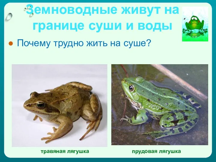 Земноводные живут на границе суши и воды Почему трудно жить на суше? травяная лягушка прудовая лягушка
