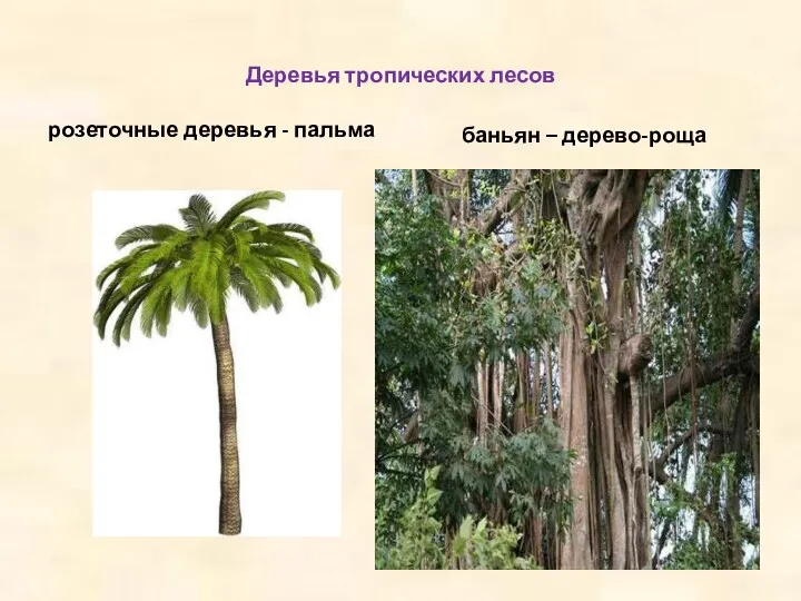 Деревья тропических лесов розеточные деревья - пальма баньян – дерево-роща