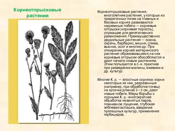 Корнеотпрысковые растения Корнеотпрысковые растения, многолетние растения, у которых из придаточных