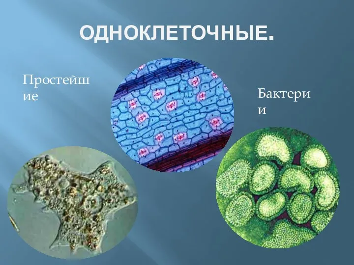 ОДНОКЛЕТОЧНЫЕ. Простейшие Бактерии