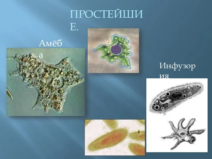 ПРОСТЕЙШИЕ. Амёба Инфузория