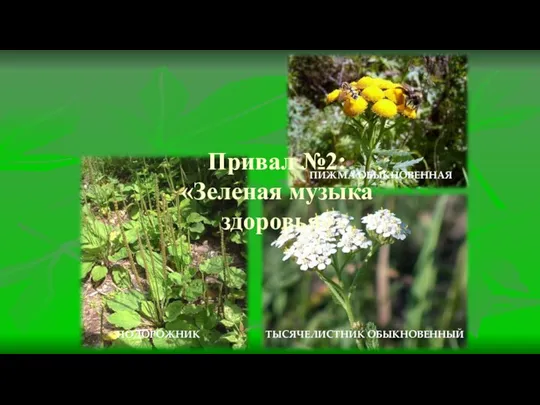 Привал №2: «Зеленая музыка здоровья» ПИЖМА ОБЫКНОВЕННАЯ ТЫСЯЧЕЛИСТНИК ОБЫКНОВЕННЫЙ ПОДОРОЖНИК