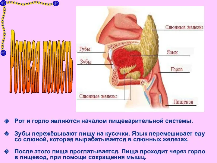 Рот и горло являются началом пищеварительной системы. Зубы пережёвывают пищу на кусочки. Язык