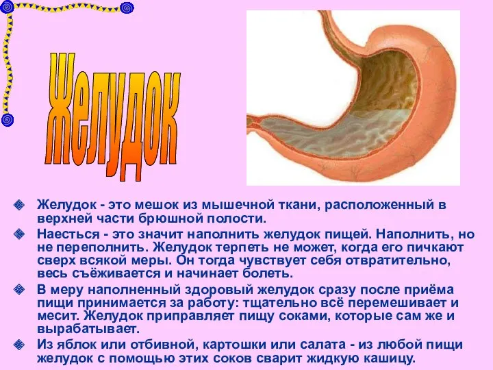 Желудок - это мешок из мышечной ткани, расположенный в верхней части брюшной полости.
