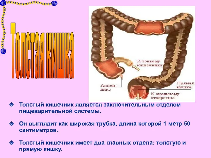 Толстый кишечник является заключительным отделом пищеварительной системы. Он выглядит как широкая трубка, длина