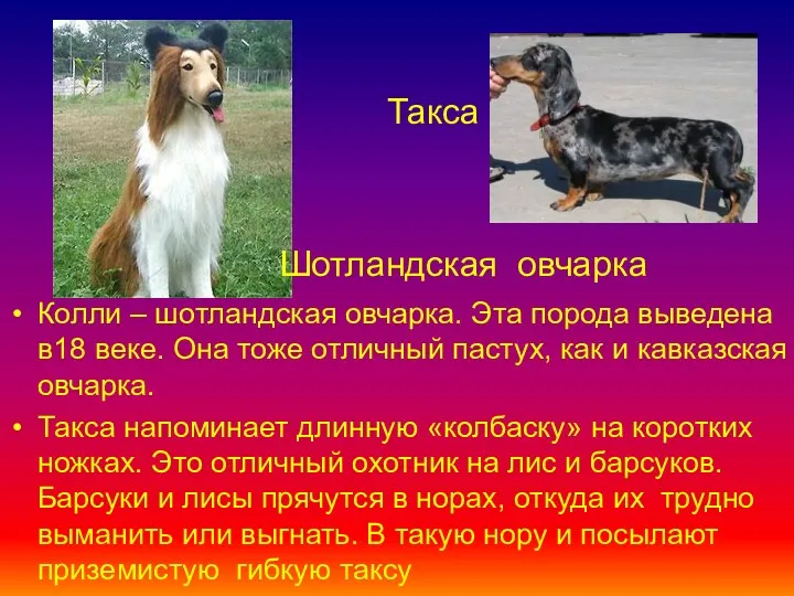 Колли – шотландская овчарка. Эта порода выведена в18 веке. Она тоже отличный пастух,