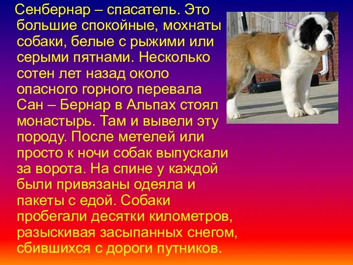 Сенбернар – спасатель. Это большие спокойные, мохнаты собаки, белые с