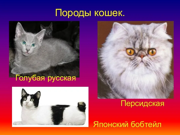 Породы кошек. Персидская Голубая русская Японский бобтейл