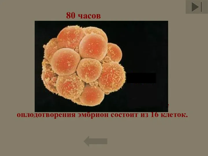 Примерно на четвёртые сутки после оплодотворения эмбрион состоит из 16 клеток. 80 часов