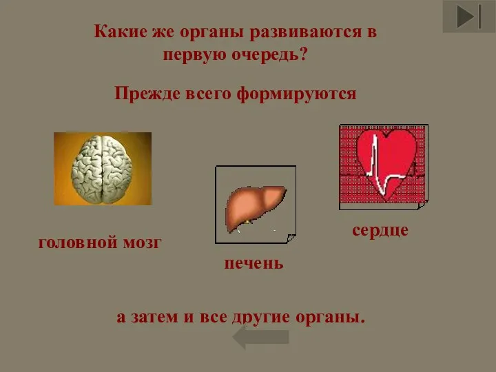 Какие же органы развиваются в первую очередь? Прежде всего формируются