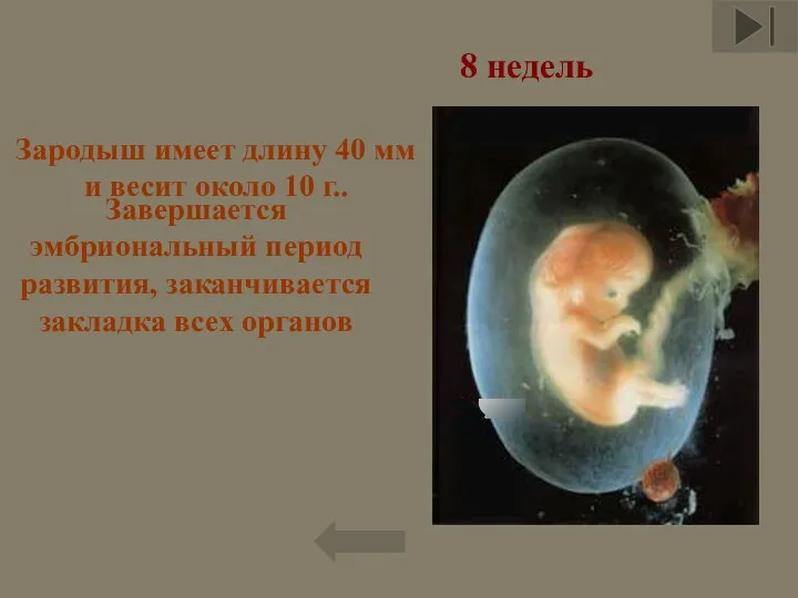 Завершается эмбриональный период развития, заканчивается закладка всех органов Зародыш имеет