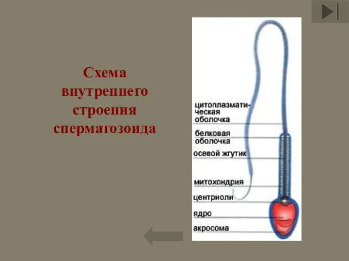 Схема внутреннего строения сперматозоида