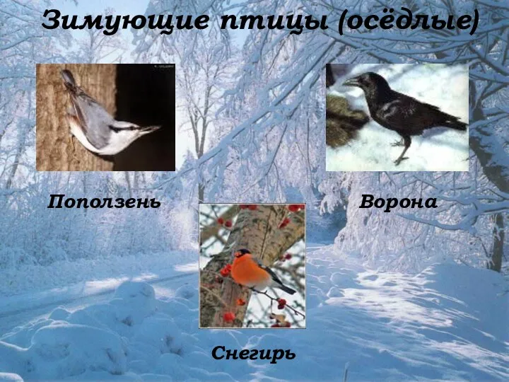Зимующие птицы (осёдлые) Поползень Ворона Снегирь