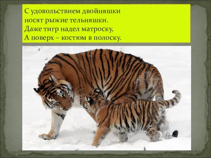 С удовольствием двойняшки носят рыжие тельняшки. Даже тигр надел матроску, А поверх – костюм в полоску.