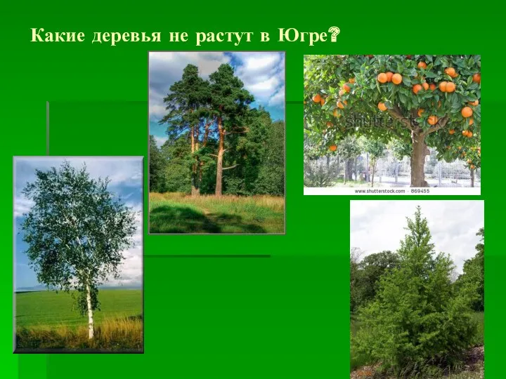 Какие деревья не растут в Югре?