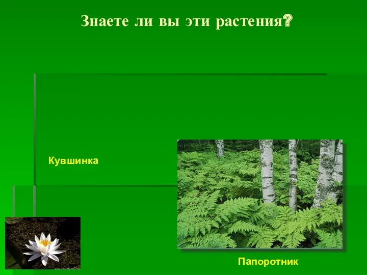 Знаете ли вы эти растения? Кувшинка Папоротник