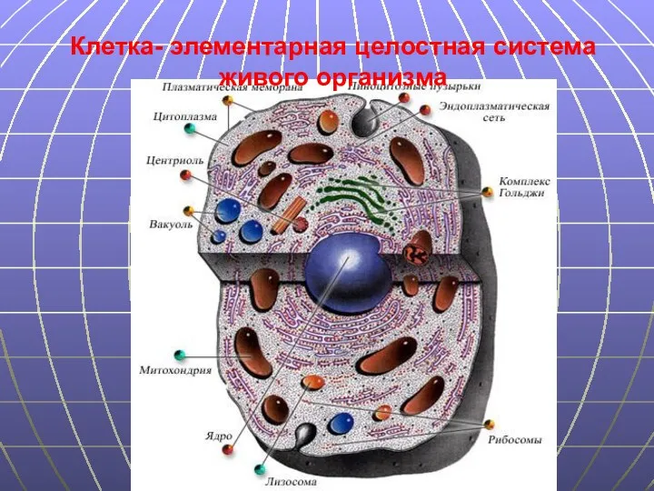 Клетка- элементарная целостная система живого организма