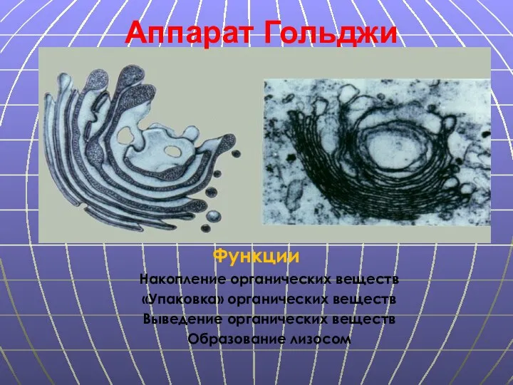 Функции Накопление органических веществ «Упаковка» органических веществ Выведение органических веществ Образование лизосом Аппарат Гольджи