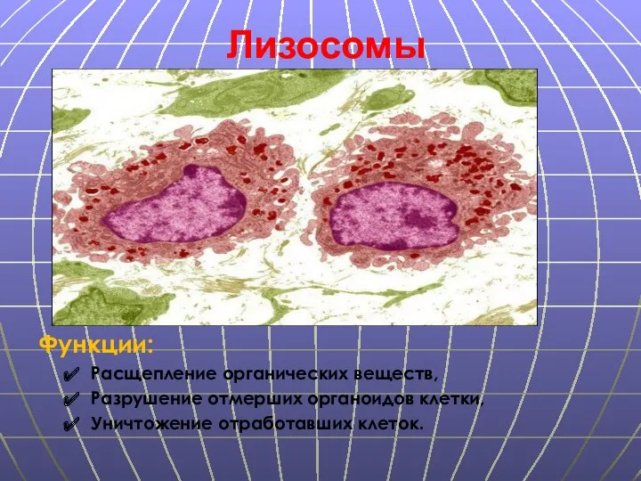 Функции: Расщепление органических веществ, Разрушение отмерших органоидов клетки, Уничтожение отработавших клеток. Лизосомы