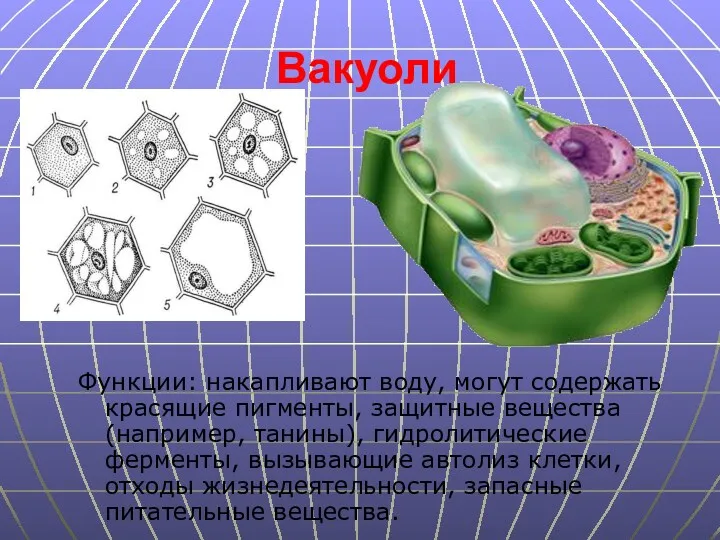 Вакуоли Функции: накапливают воду, могут содержать красящие пигменты, защитные вещества