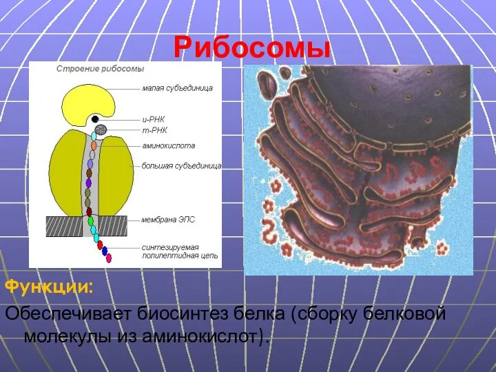 Рибосомы Функции: Обеспечивает биосинтез белка (сборку белковой молекулы из аминокислот).