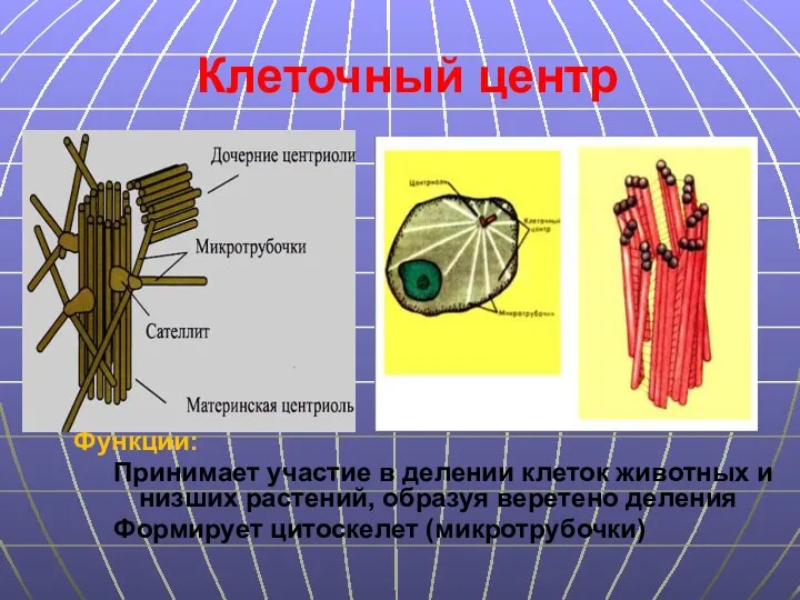 Клеточный центр Функции: Принимает участие в делении клеток животных и