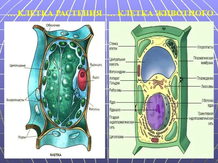 … КЛЕТКА РАСТЕНИЯ … КЛЕТКА ЖИВОТНОГО