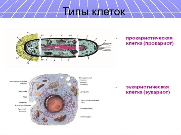 Типы клеток