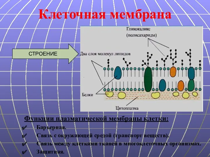 Функции плазматической мембраны клетки: Барьерная. Связь с окружающей средой (транспорт