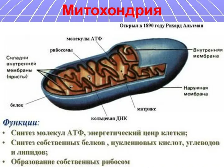 Митохондрия