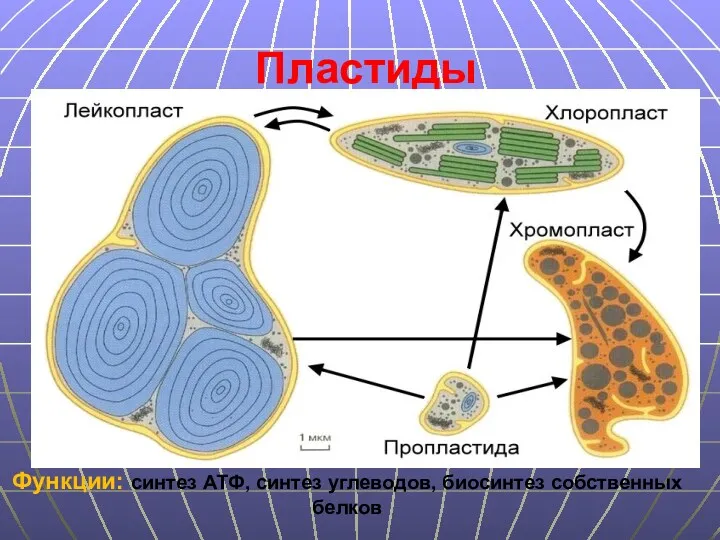 Пластиды Функции: синтез АТФ, синтез углеводов, биосинтез собственных белков