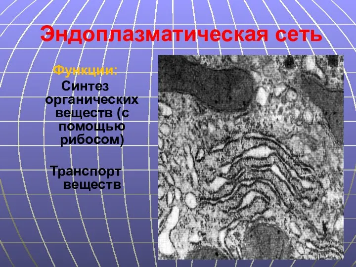 Эндоплазматическая сеть Функции: Синтез органических веществ (с помощью рибосом) Транспорт веществ