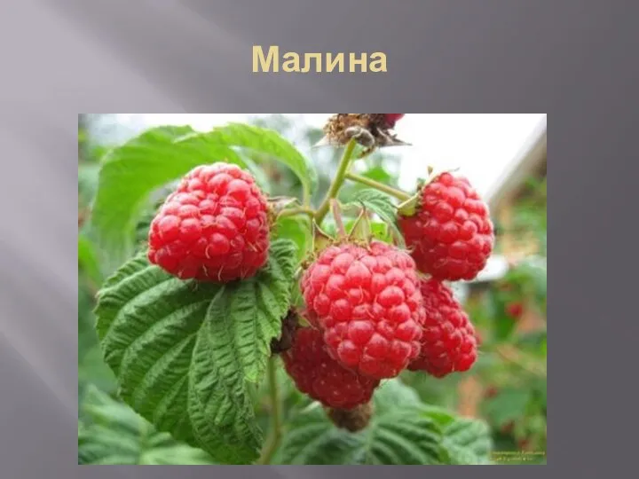 Малина