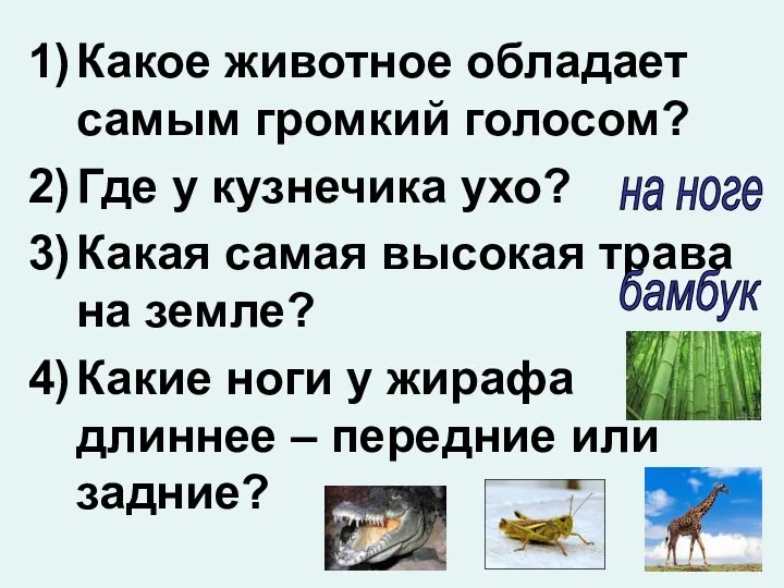 Какое животное обладает самым громкий голосом? Где у кузнечика ухо?